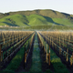 Image for article titled Here's why wine snobs should probably be called bacteria snobs